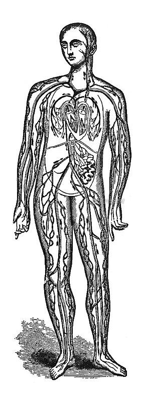 古董插图-人体循环器官