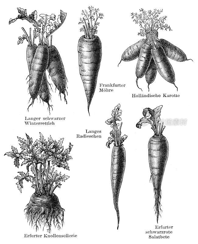 1897年的蔬菜芹菜、萝卜和胡萝卜插图