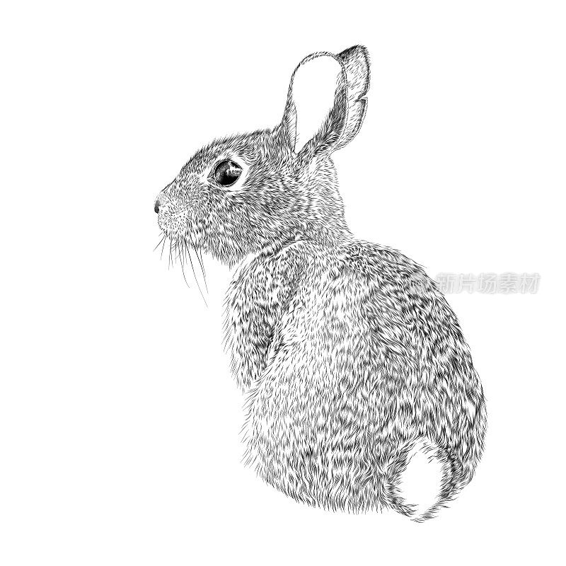 复活节兔子矢量墨水画