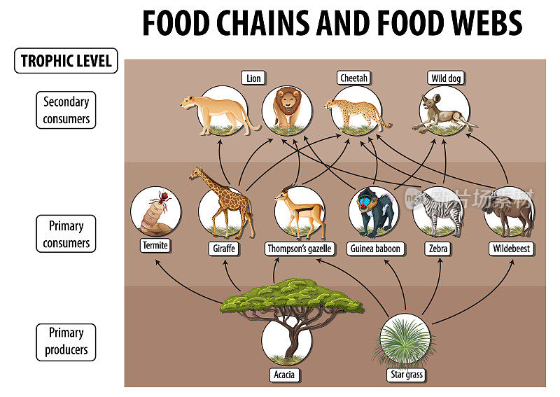 生物教育海报的食物网和食物链图表