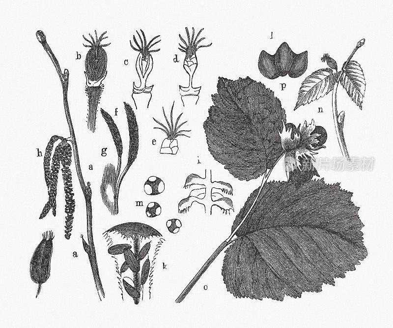 榛子灌木的组成部分，木版，1893年出版