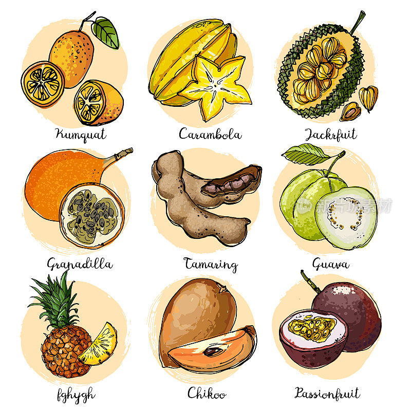 金桔，杨桃，菠萝蜜，石榴，番石榴，塔玛琳，菠萝，榴莲。在白色背景上用线条画出的水果。来自泰国的水果。食品线稿。