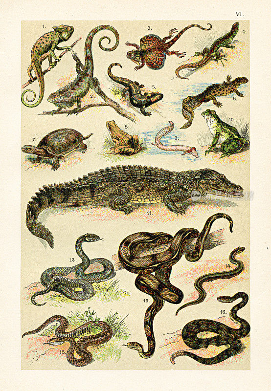 爬虫类:飞龙，青蛙，尼罗河鳄鱼，草蛇，响尾蛇，乌龟插图1899