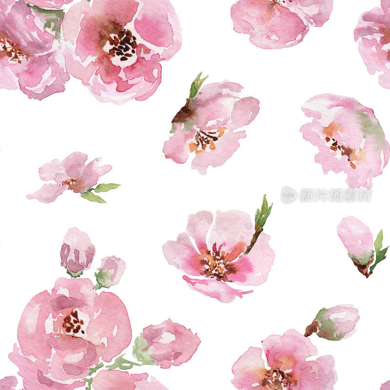 春天的樱花盛开，粉红色的花朵，嫩芽和绿色的叶子，图案浑然一体。手绘水彩画在白色的背景。