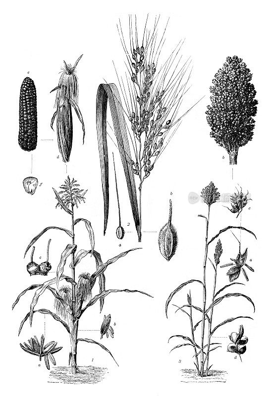 玉米，大米和谷子植物画于1898年