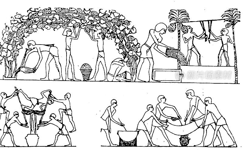 古埃及文化:葡萄丰收