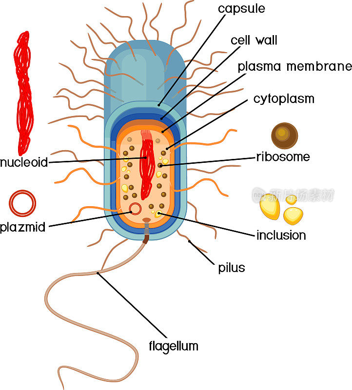 教育游戏:用现成的贴纸组装细菌细胞。原核细胞的结构