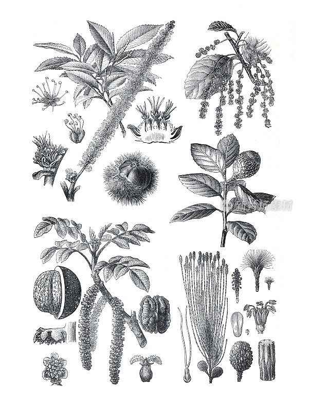 野生植物采集。板栗，胡桃，栎，木麻黄。手绘复古雕刻插图。药用叶植物收集。植物的植物。