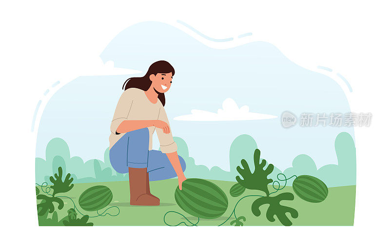 在西瓜种植园工作的妇女农民在花园的床上收获成熟的水果。园丁采摘成熟的植物