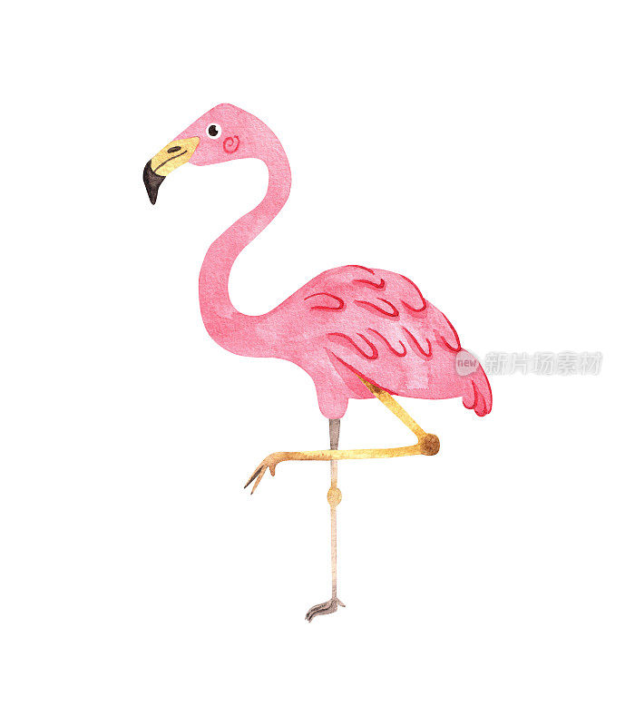 火烈鸟水彩插图孤立在白色背景。热带异域粉红鸟
