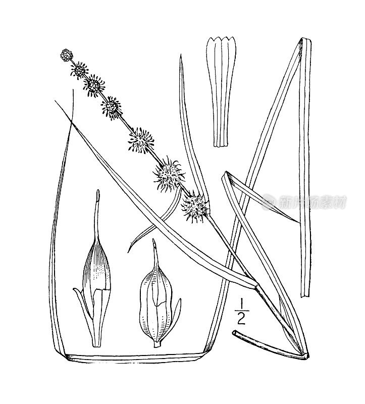 古植物学植物插图:三棱藨草、单根单叶芒刺