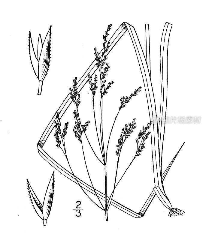 古植物学植物插图:高山草，高弯草