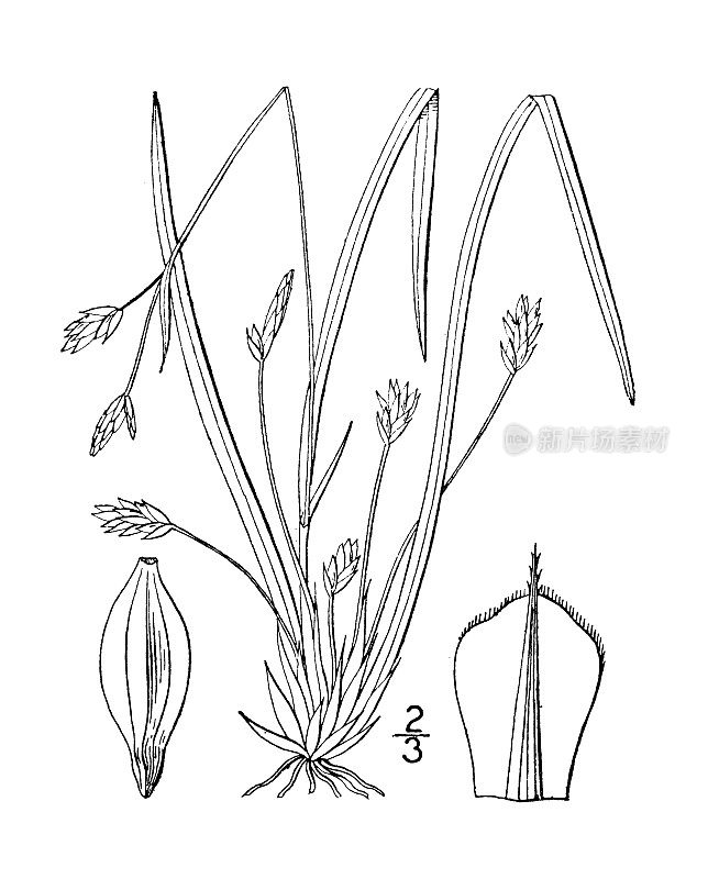 古植物学植物插图:长柄苔草、莎草