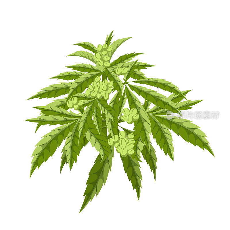 大麻植物卡通矢量插图