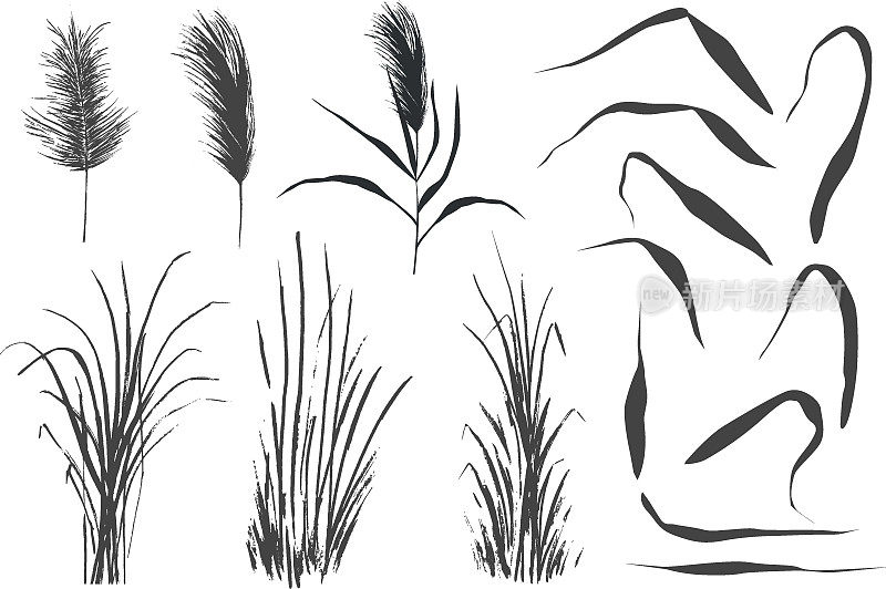 一套白色背景上的单色芦苇或芦苇。孤立的矢量图。