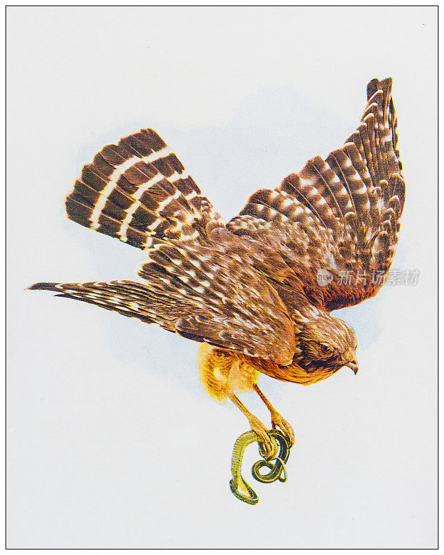 古董鸟类彩色图像:红肩鹰