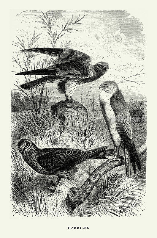 美国古董雕刻，鹞，鸟:自然历史，1885年