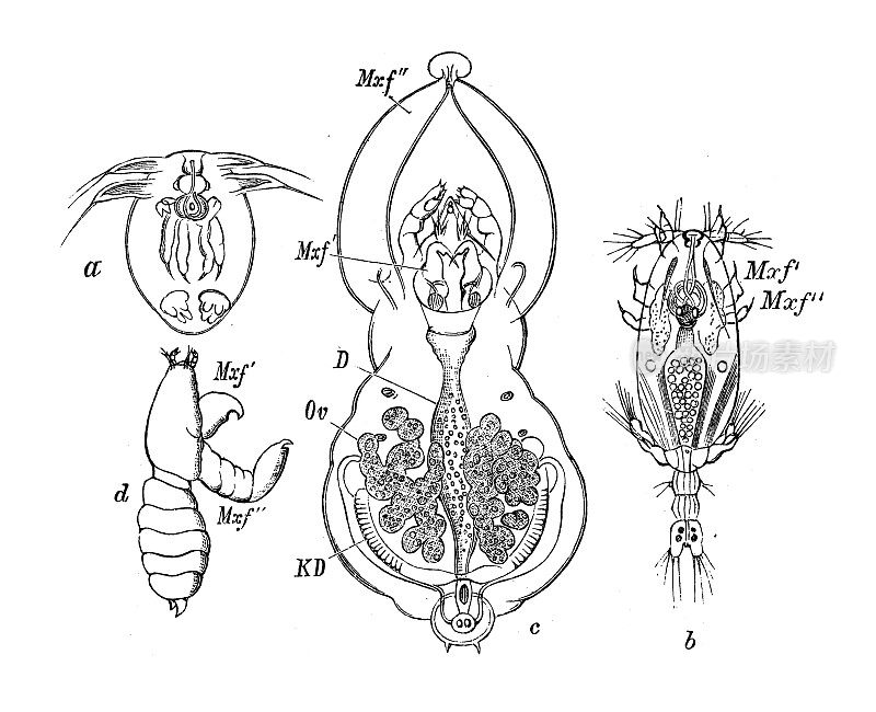 古代生物动物学图像:percarum
