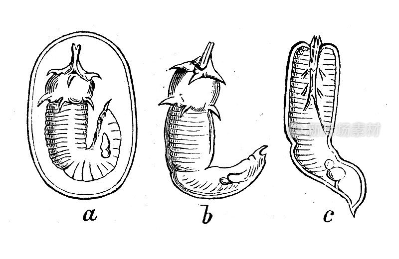 古代生物动物学图像:亚尖尾蛇幼虫