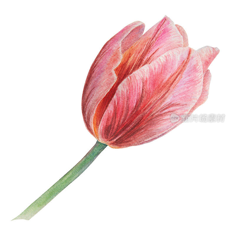 粉红色郁金香的水彩现实植物插图孤立在白色背景为您的设计，婚礼印刷产品，纸张，请柬，卡片，织物，海报