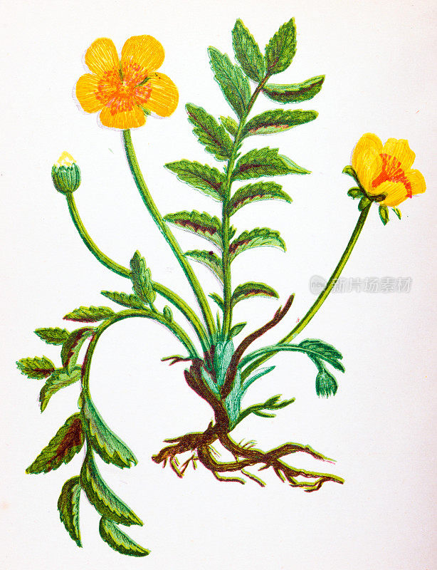 野生花卉的古董植物学插图:银草，蕨麻