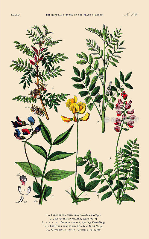 手工着色的植物雕刻，植物王国的历史，维多利亚植物插图，板76，大约1853年