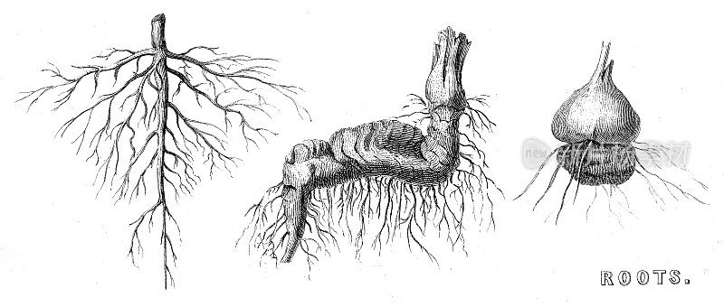 根的类型-块茎植物，木刻1884年