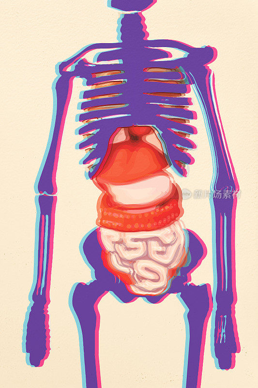 人体骨骼和内部器官