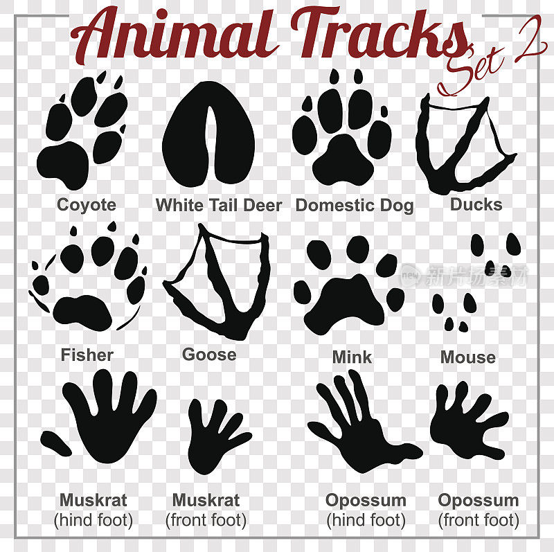 动物轨迹-矢量集，