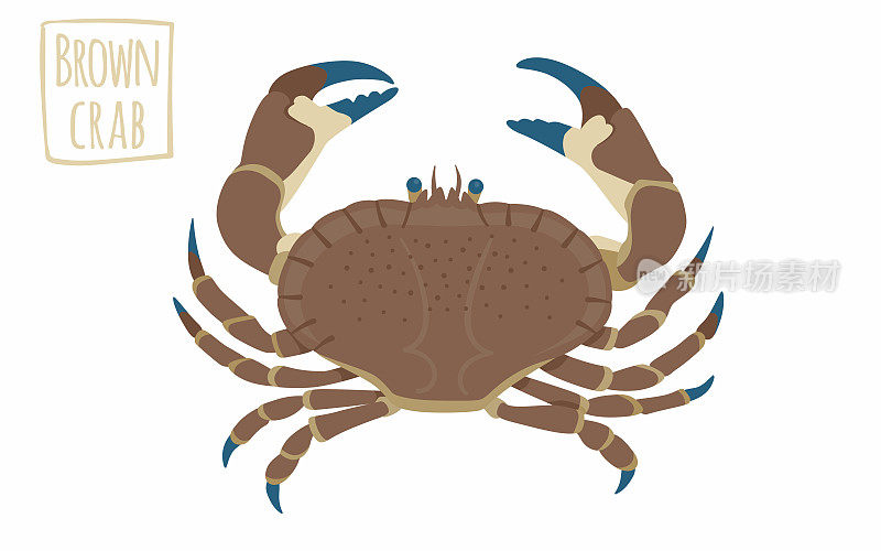 棕蟹，矢量卡通插图
