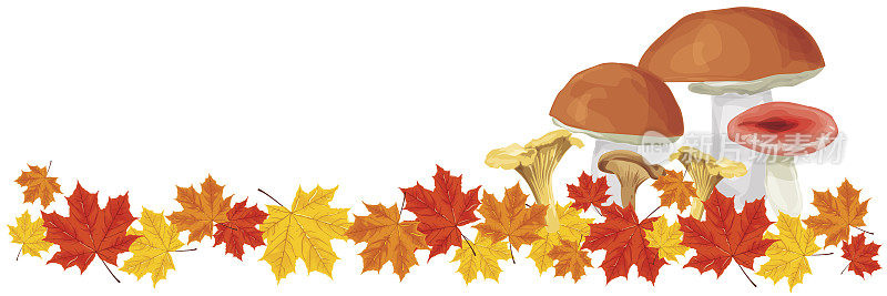 可食用的蘑菇和红色、黄色、棕色的秋叶飘落