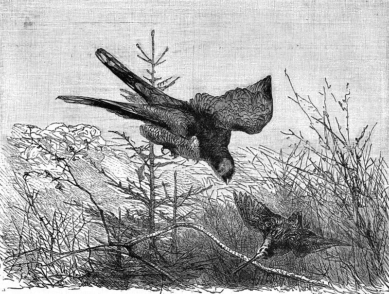 19世纪的一篇文章插图描绘了一只鹰攻击另一只正在飞行中的鸟;分散种子1892