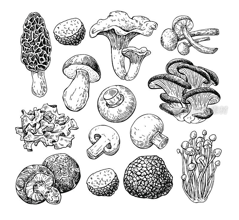 蘑菇手绘矢量图。食品素描iso