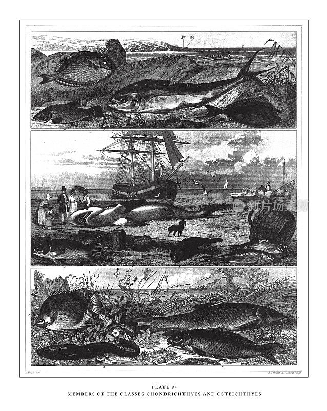 软骨鱼类和硬骨鱼类的成员雕刻古董插图，出版于1851年
