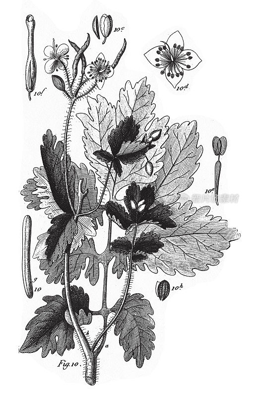 白屈菜，毛茛科及其他科栽培植物雕刻古董插图，1851年出版