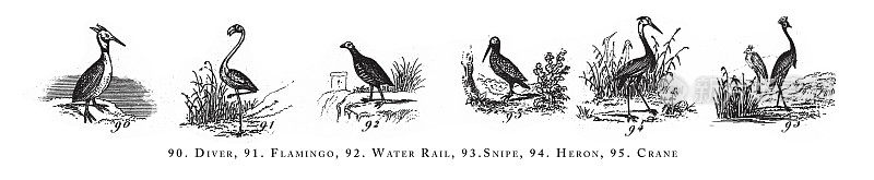 潜水员，火烈鸟，水轨，鹬，苍鹭，鹤，动物种类分类雕刻古董插图，1851年出版