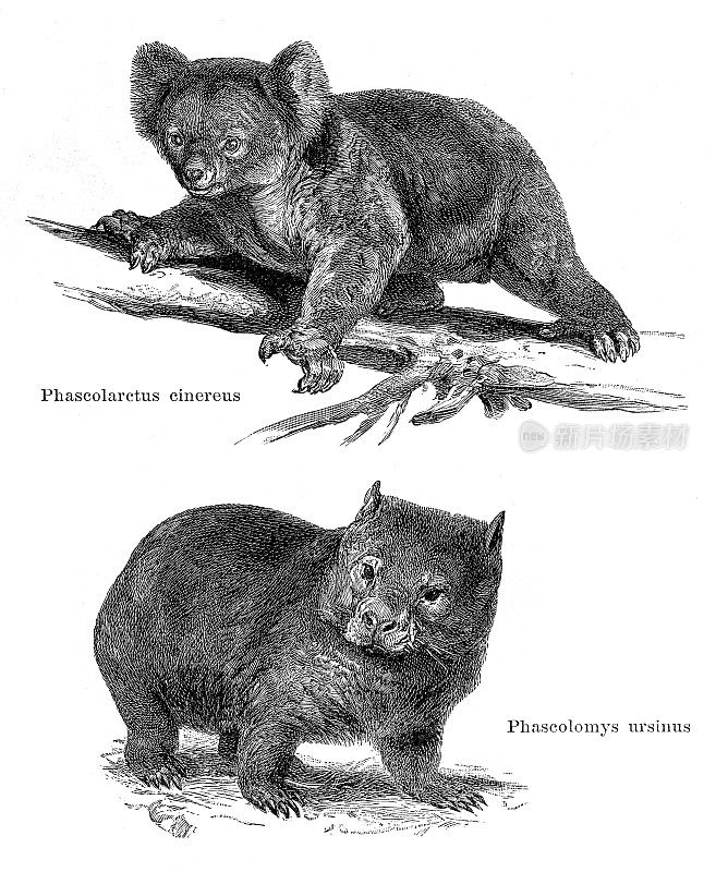 考拉和袋熊在澳大利亚插图1896