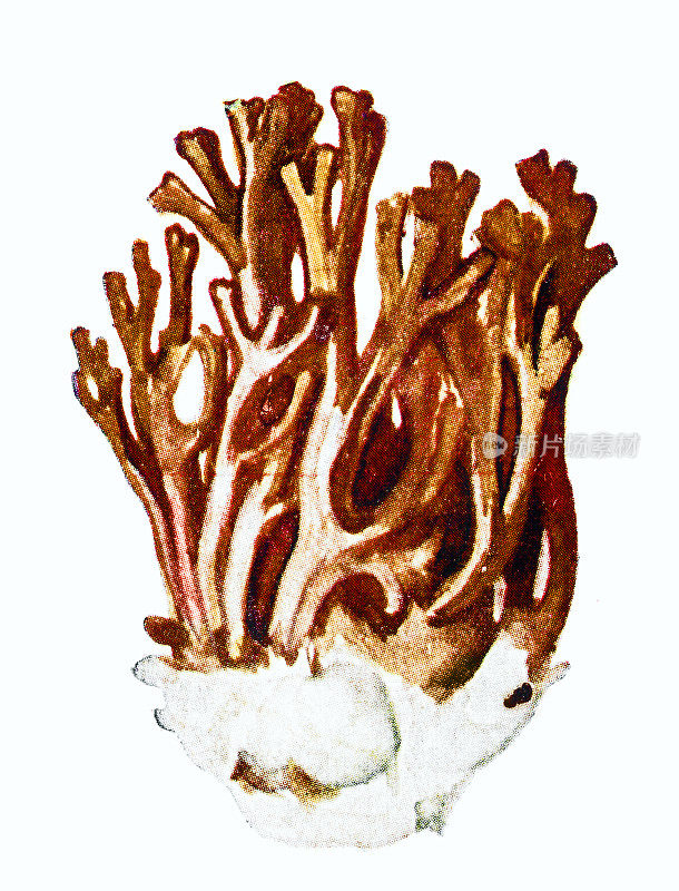 孢霉，通常被称为簇状珊瑚，粉色尖珊瑚蘑菇，或花椰菜珊瑚