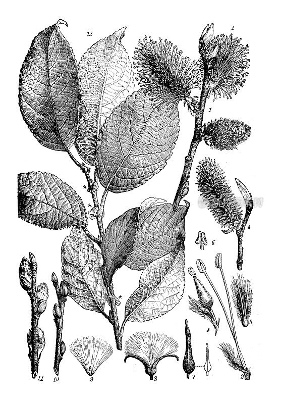古董植物学插图:柳，山柳