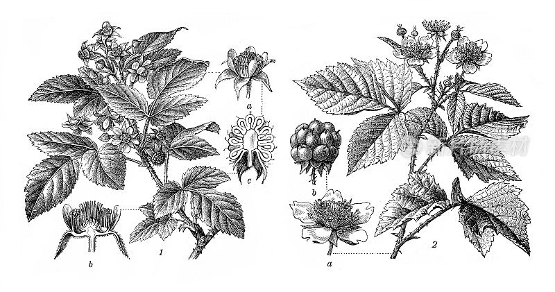 覆盆子植物插图1898年