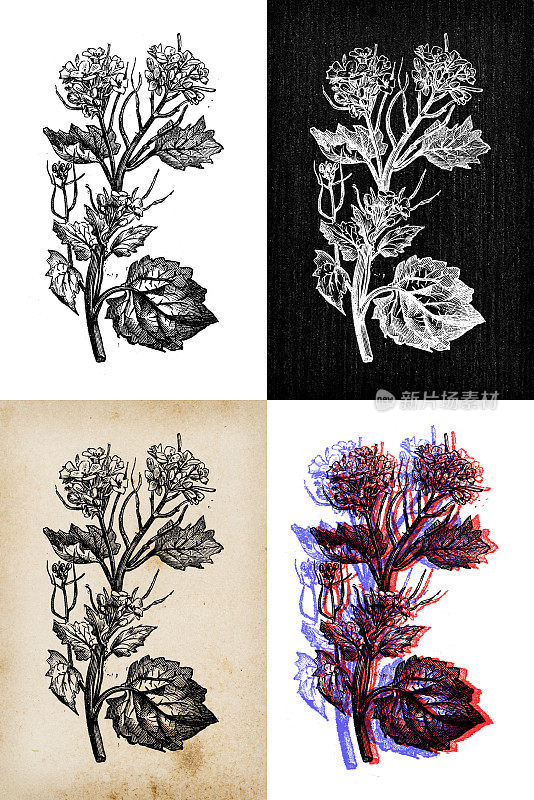 古代植物学插图:叶柄蒜、大蒜、芥末