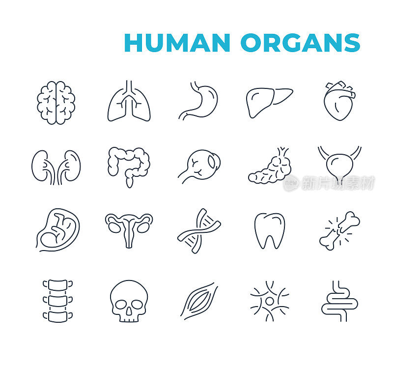 人体器官解剖-线条图标。向量股票插图