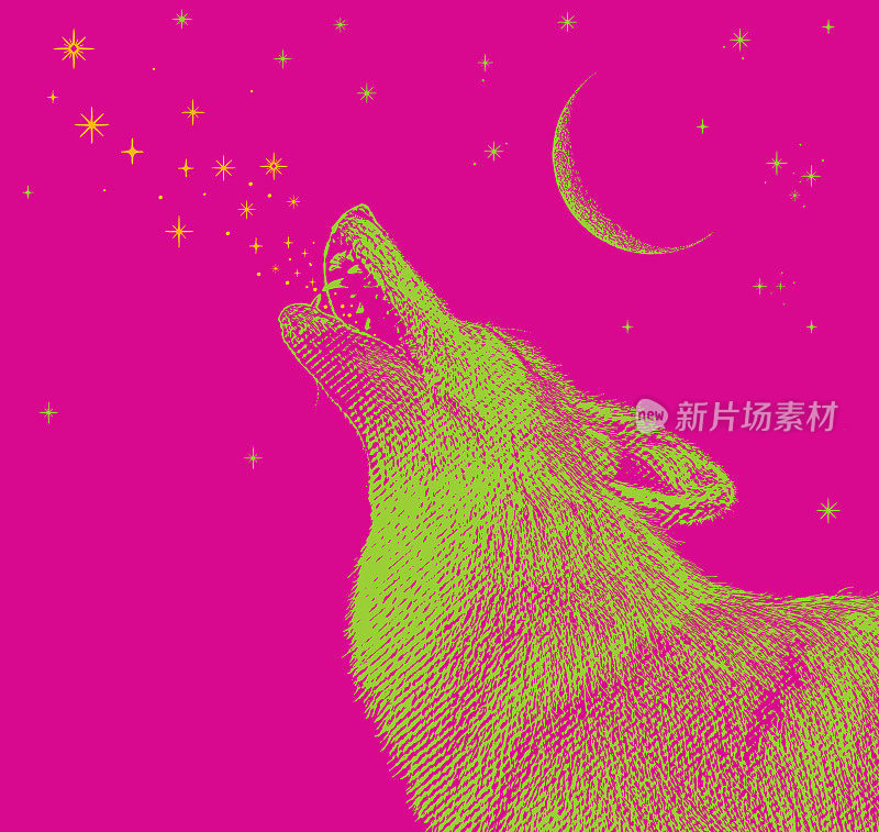 灰狼对着月亮嚎叫