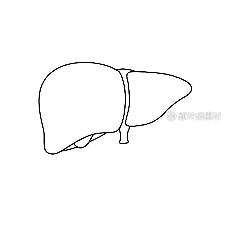 黑白矢量插图的儿童活动彩色书页与图片的内脏器官肝脏。
