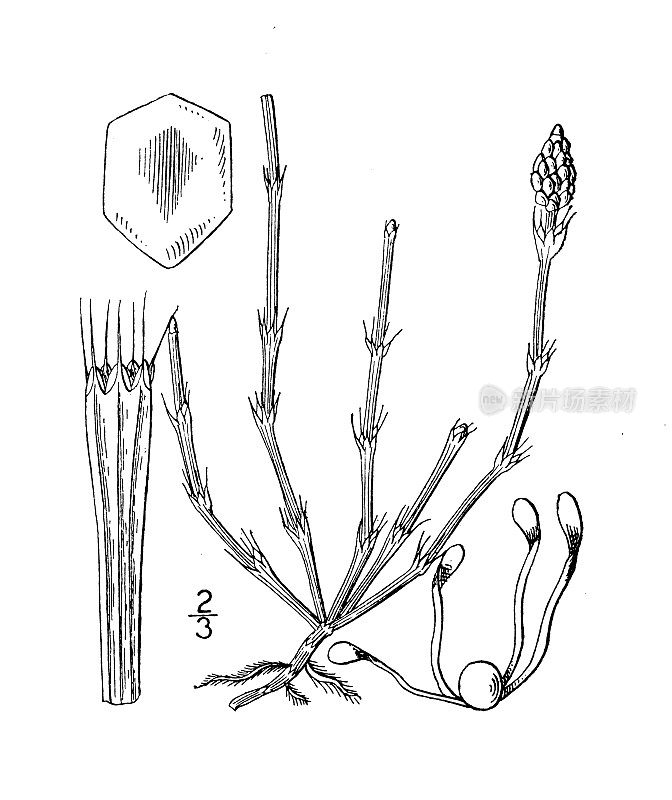 古植物学植物插图:木贼，杂色木贼