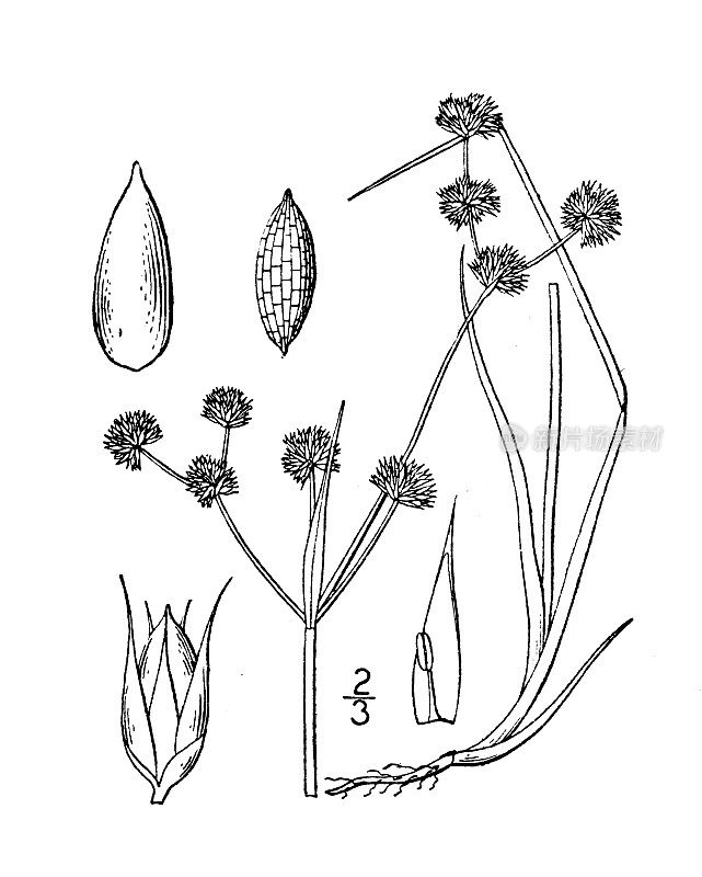 古植物学植物插图:灯心草、短果蒲草
