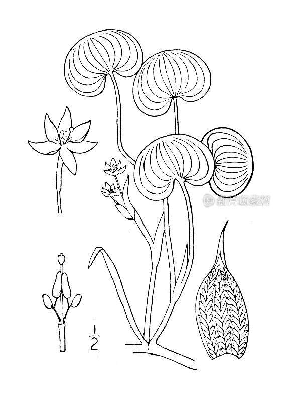 古植物学植物插图:异花莲、泥大蕉