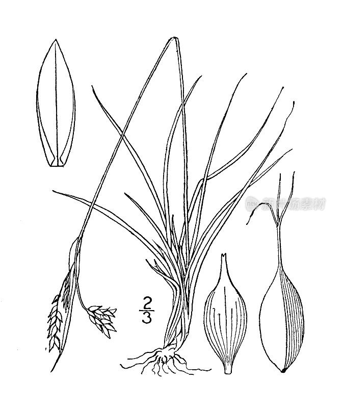 古植物学植物插图:苔草、毛状莎草