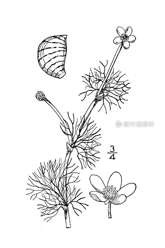 古植物学植物插图:水蛭，硬白水crowfoot