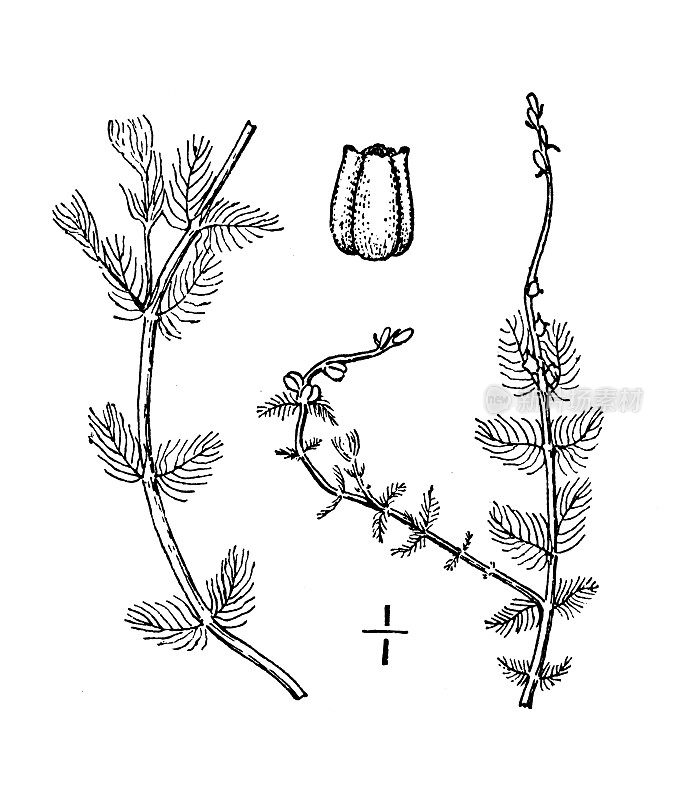 古植物学植物插图:绿狐尾藻，散花水草